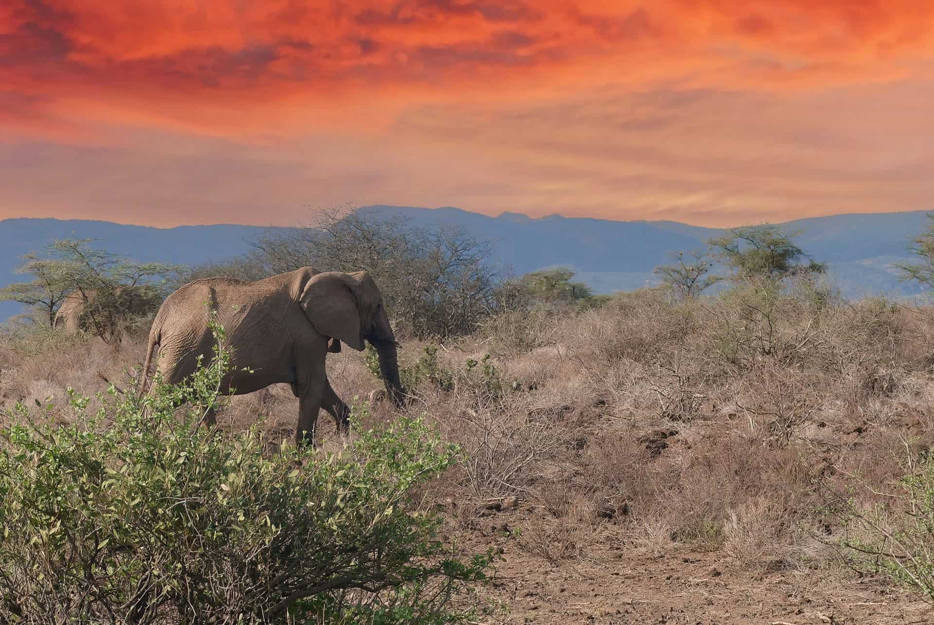 reserve nationale de shaba reserve nationale de shaba