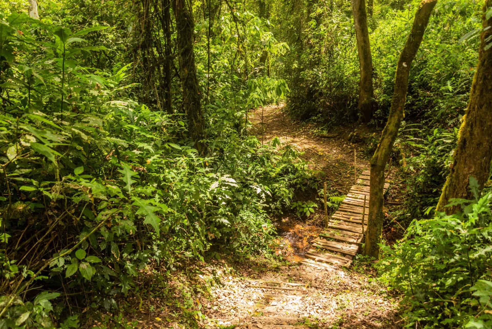 sentier foret kakamega sentier foret kakamega