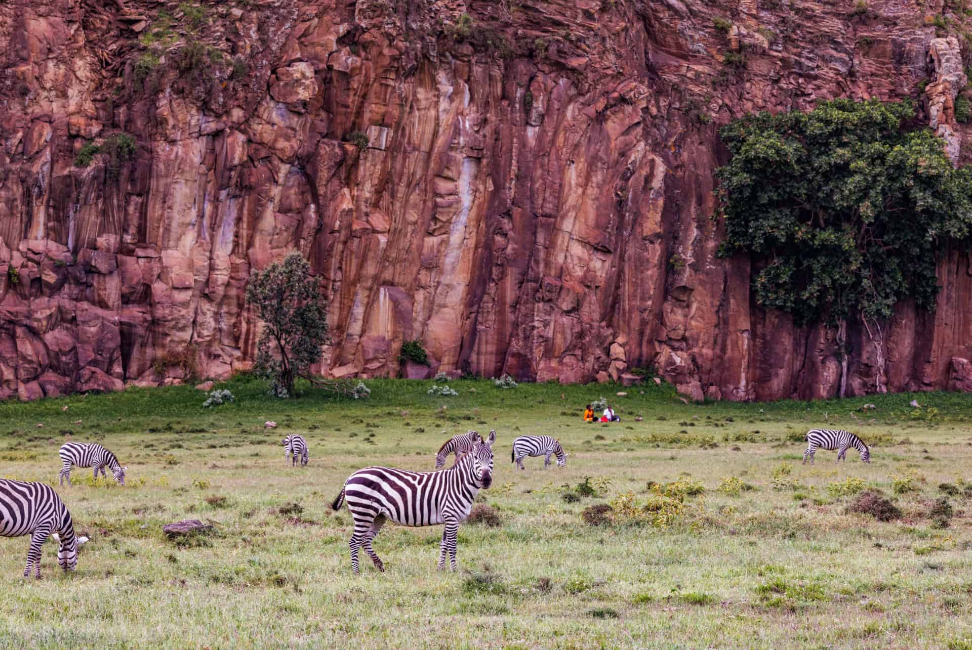 zebra au hells gate zebra au hells gate
