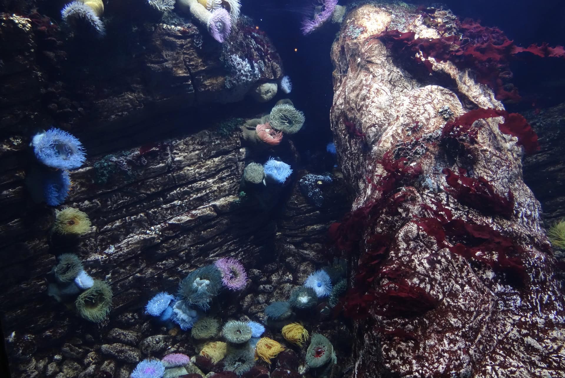 combien de temps prevoir pour loceanarium de lisbonne combien de temps prevoir pour loceanarium de lisbonne