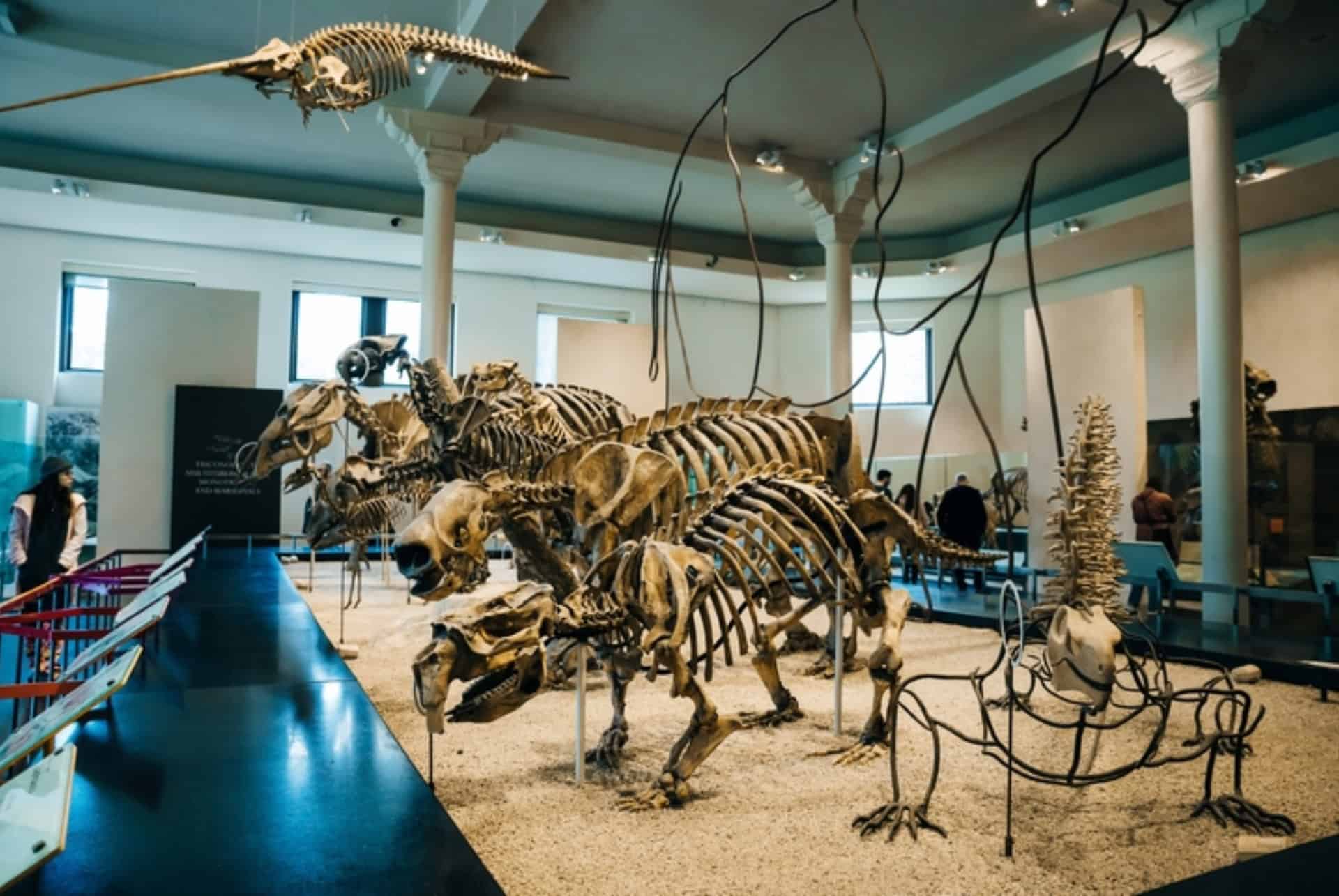 fossil halls musee dhistoire naturelle a new york fossil halls musee dhistoire naturelle a new york