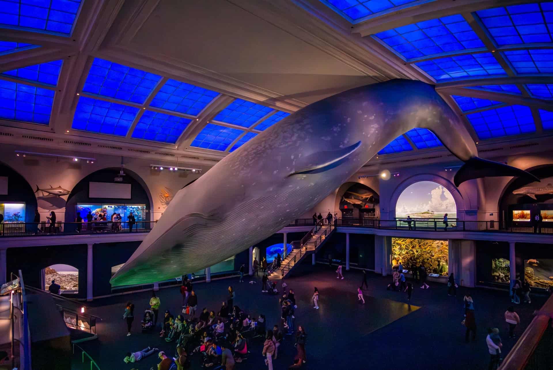 hall of ocean musee dhistoire naturelle new york hall of ocean musee dhistoire naturelle new york