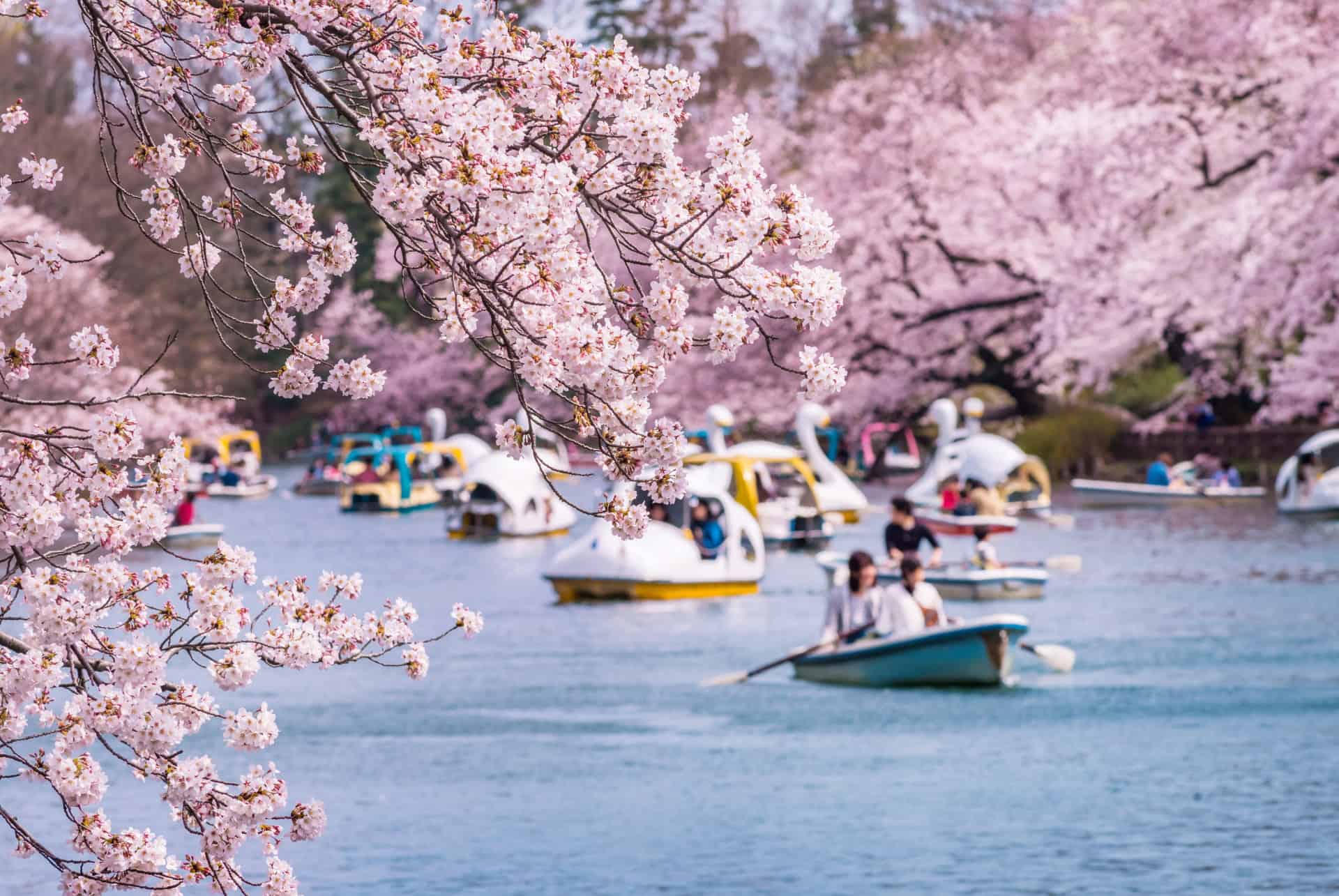 hanami au japon hanami au japon
