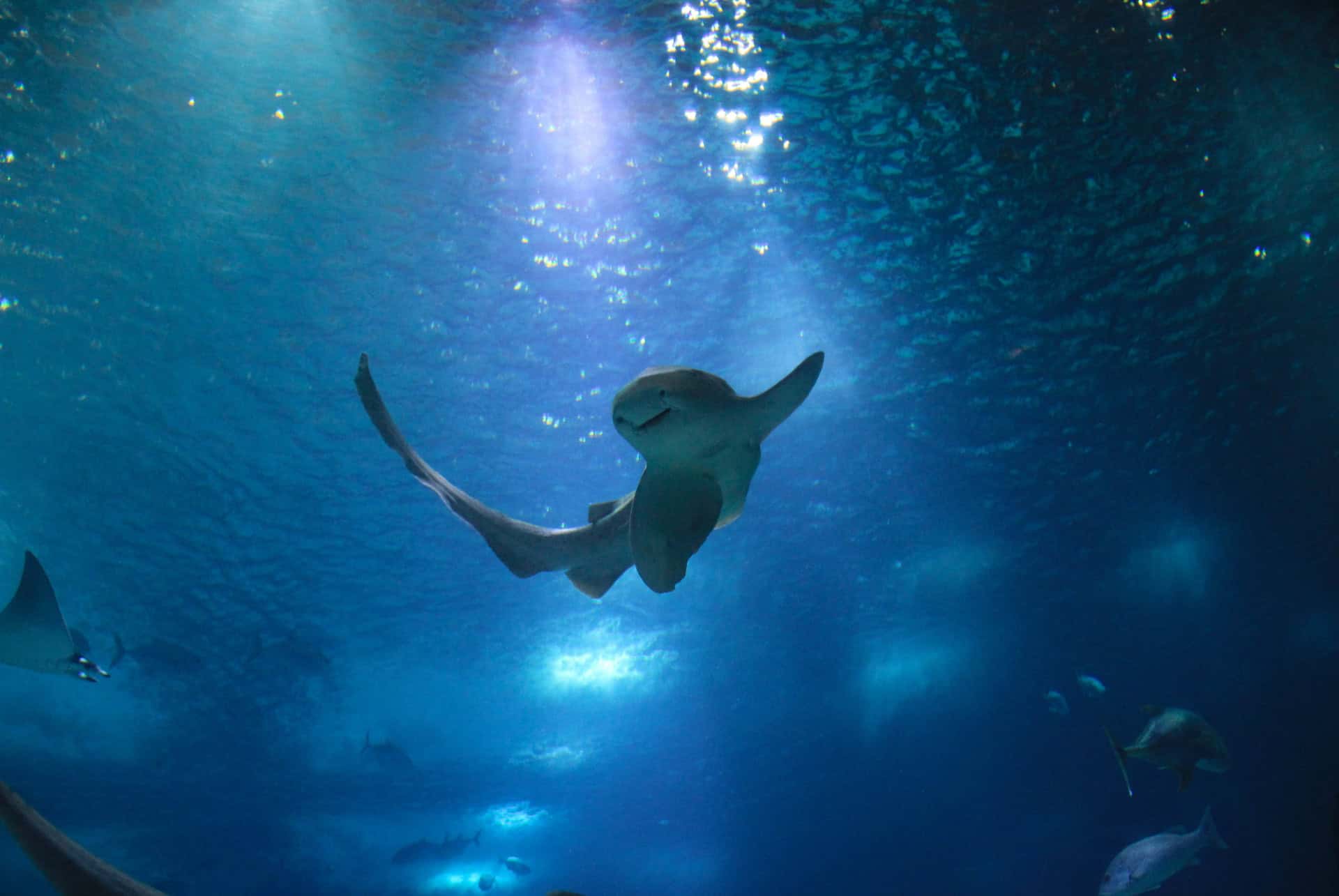 vue oceanarium de lisbonne vue oceanarium de lisbonne