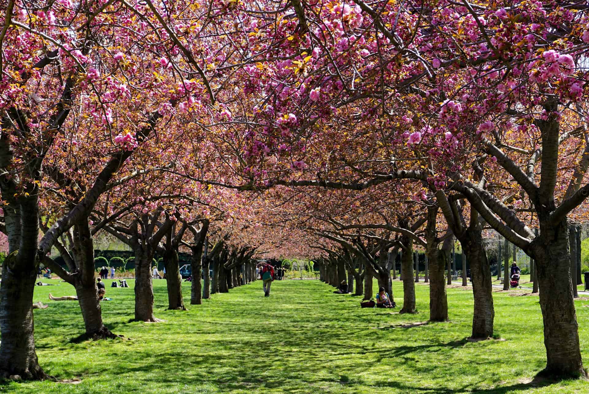 brooklyn botanic garden new york en mars brooklyn botanic garden new york en mars