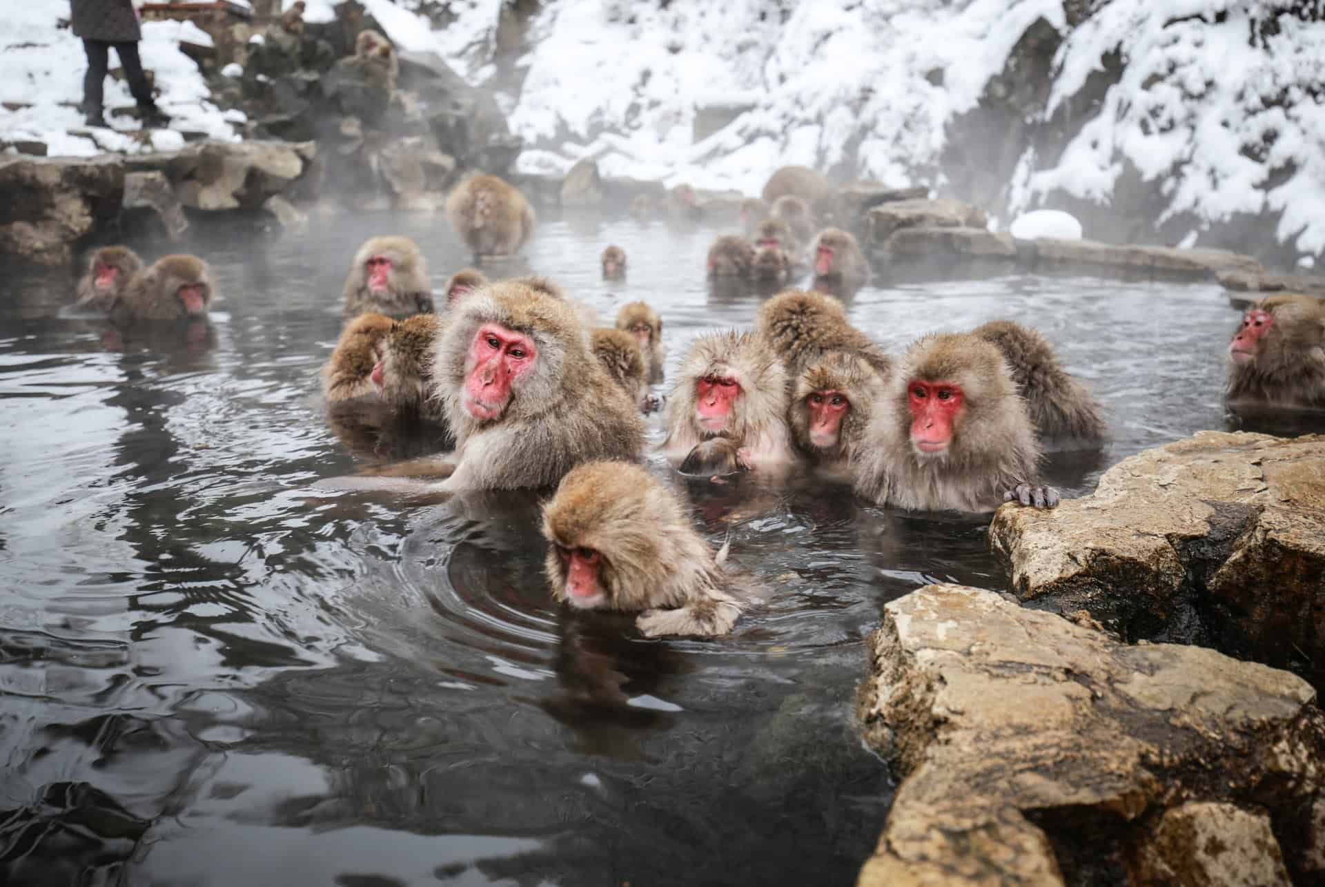 jigokudani parc des singes japon jigokudani parc des singes japon