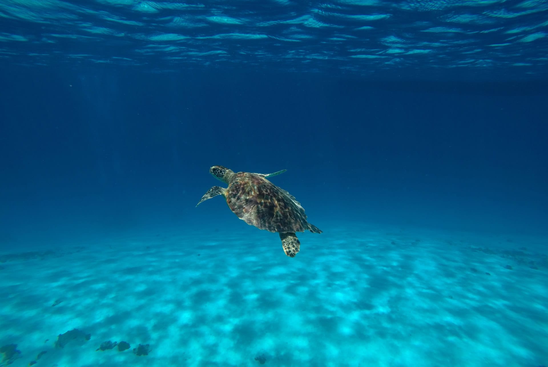 plongee iles kerama japon okinawa plongee iles kerama japon okinawa