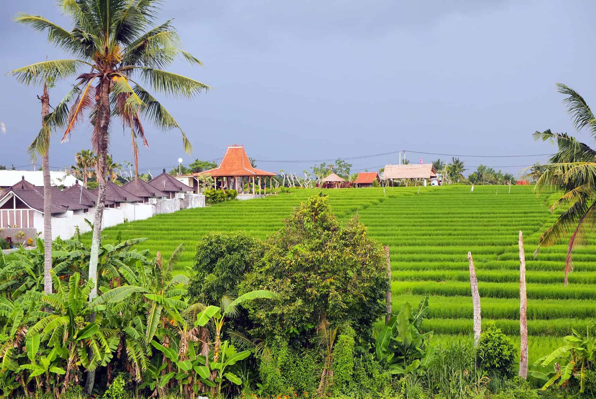 rizieres a canggu rizieres a canggu