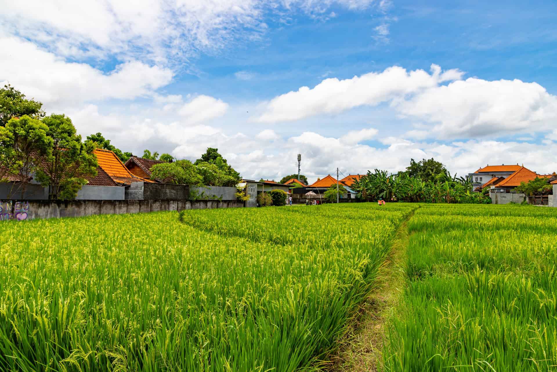 rizieres canggu rizieres canggu