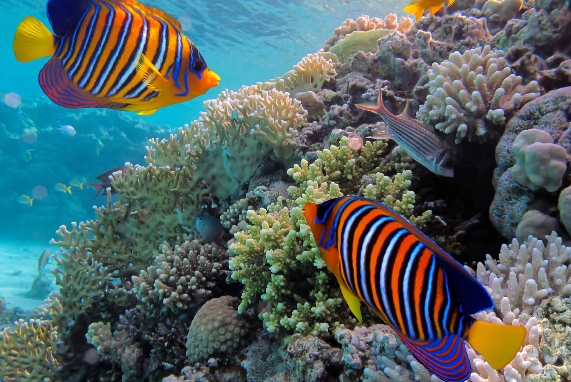 snorkeling au sri lanka en mai snorkeling au sri lanka