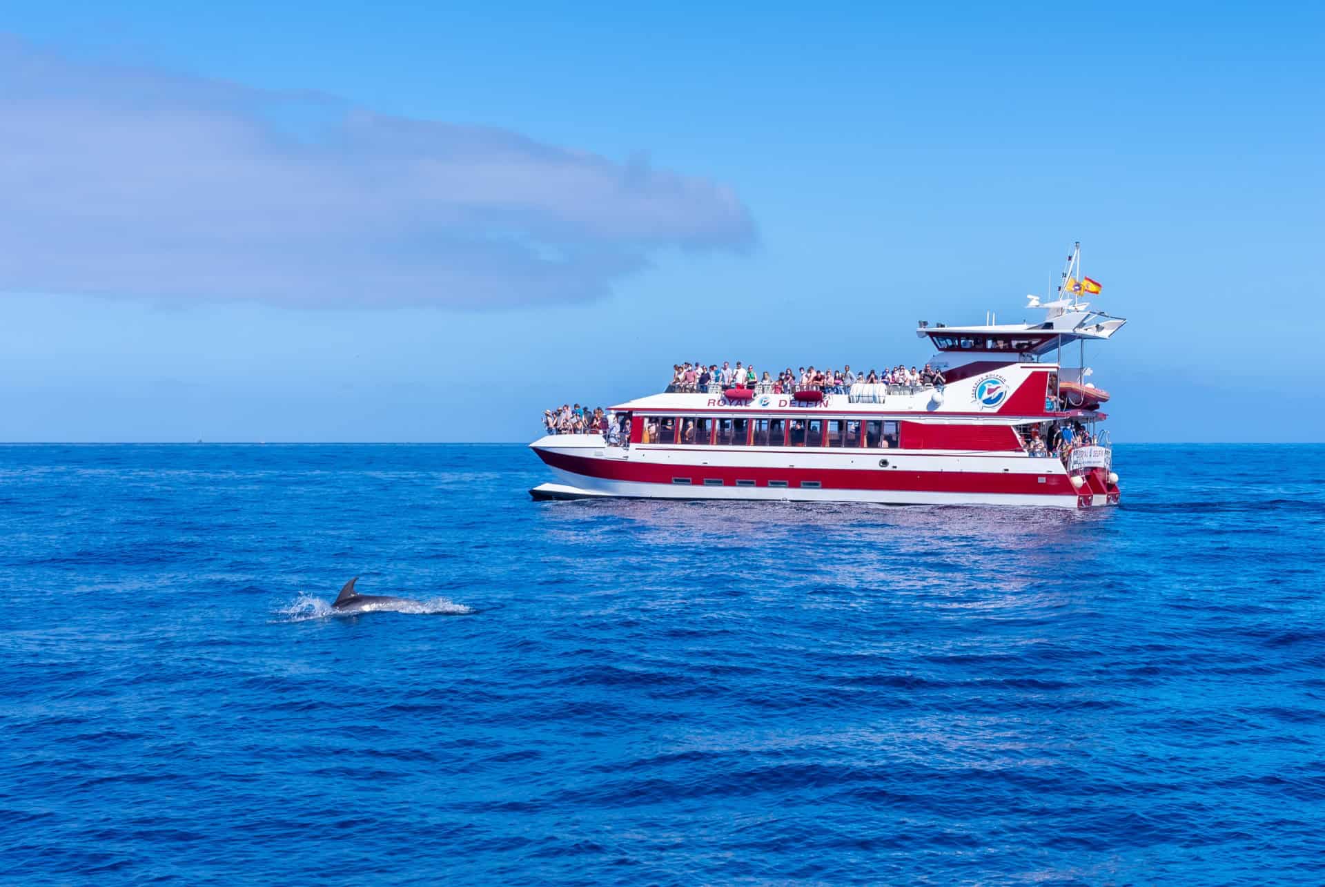 observation de cetaces tenerife en juin observation de cetaces tenerife en juin