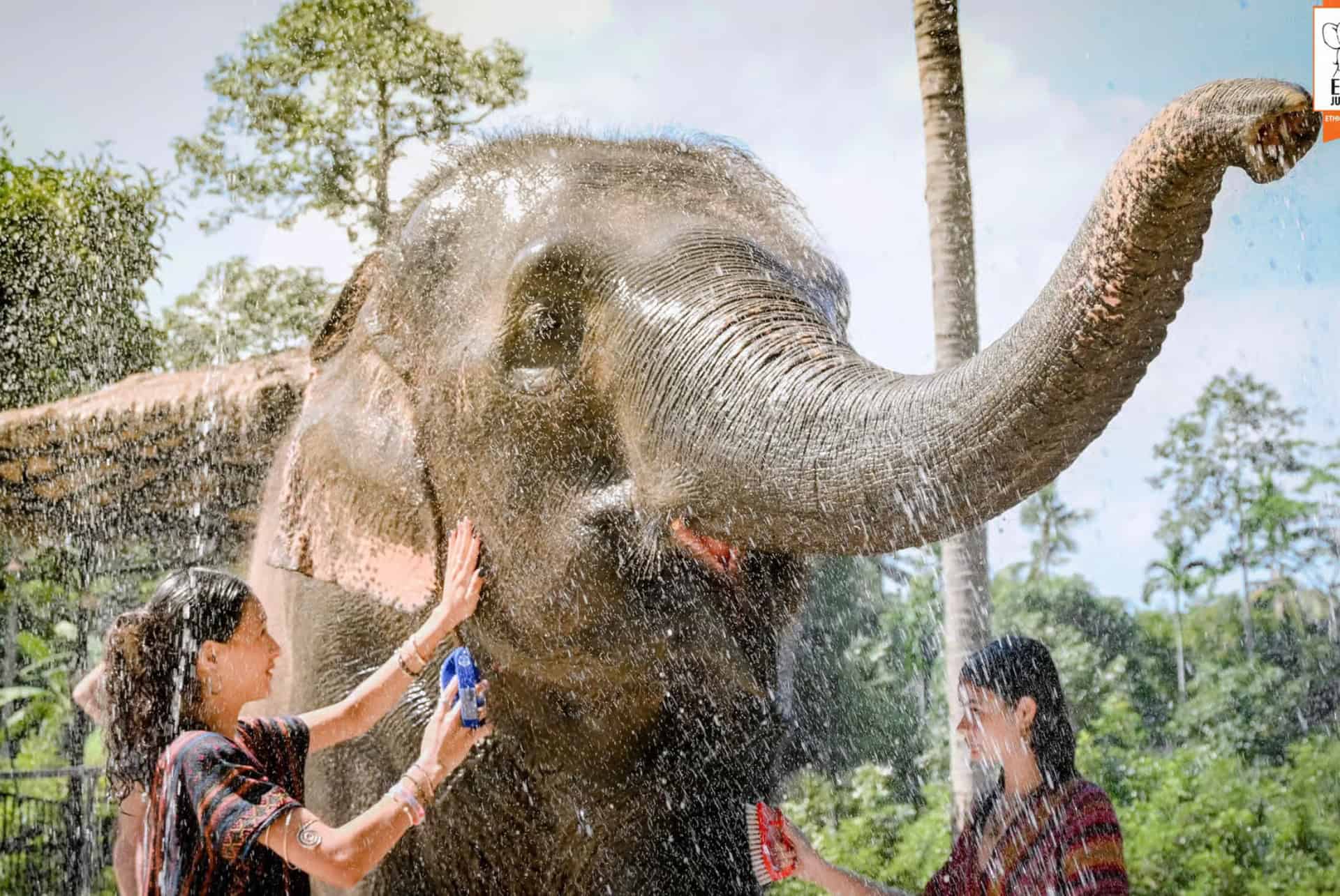 Nourrir et laver les éléphants Nourrir et laver les éléphants