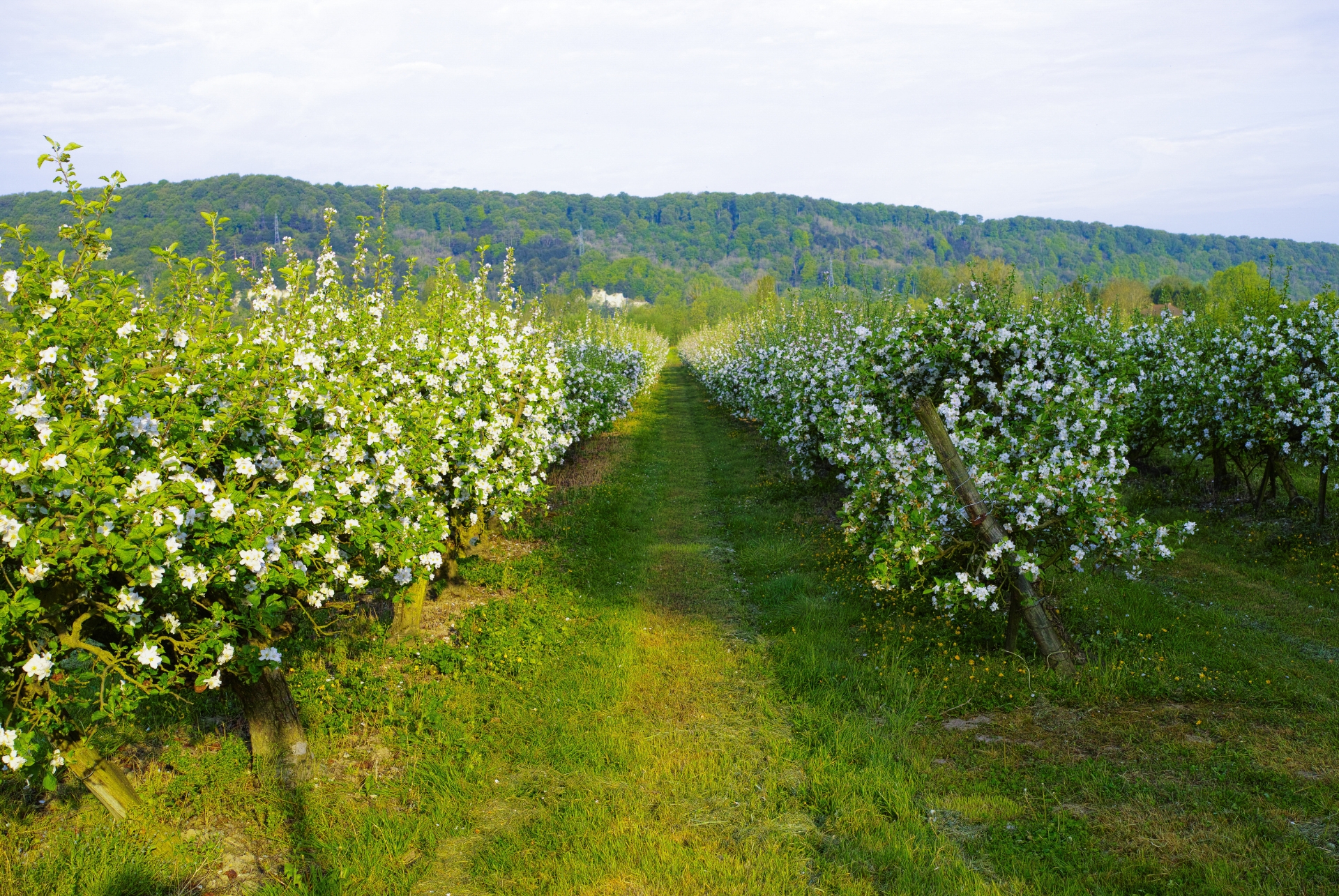 domaine cidrerie domaine cidrerie