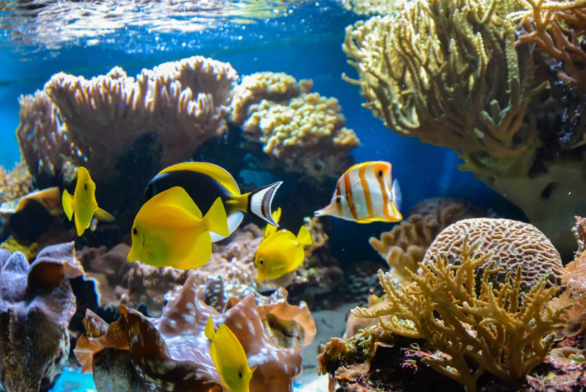 aquarium sea life london aquarium sea life london