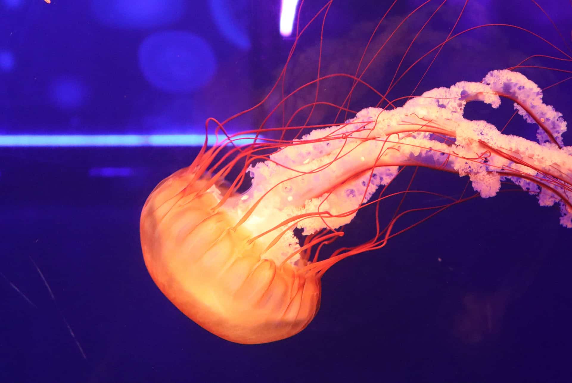 meduse sea life meduse sea life