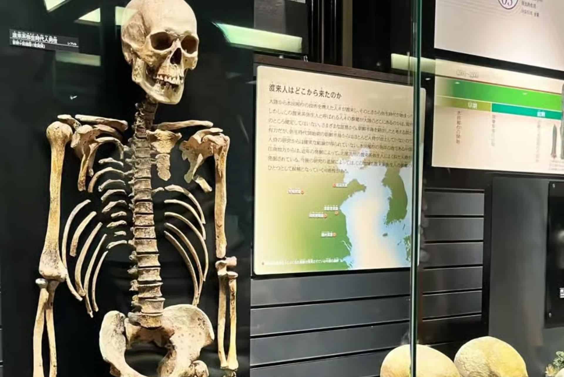squelette musees tokyo squelette musees tokyo