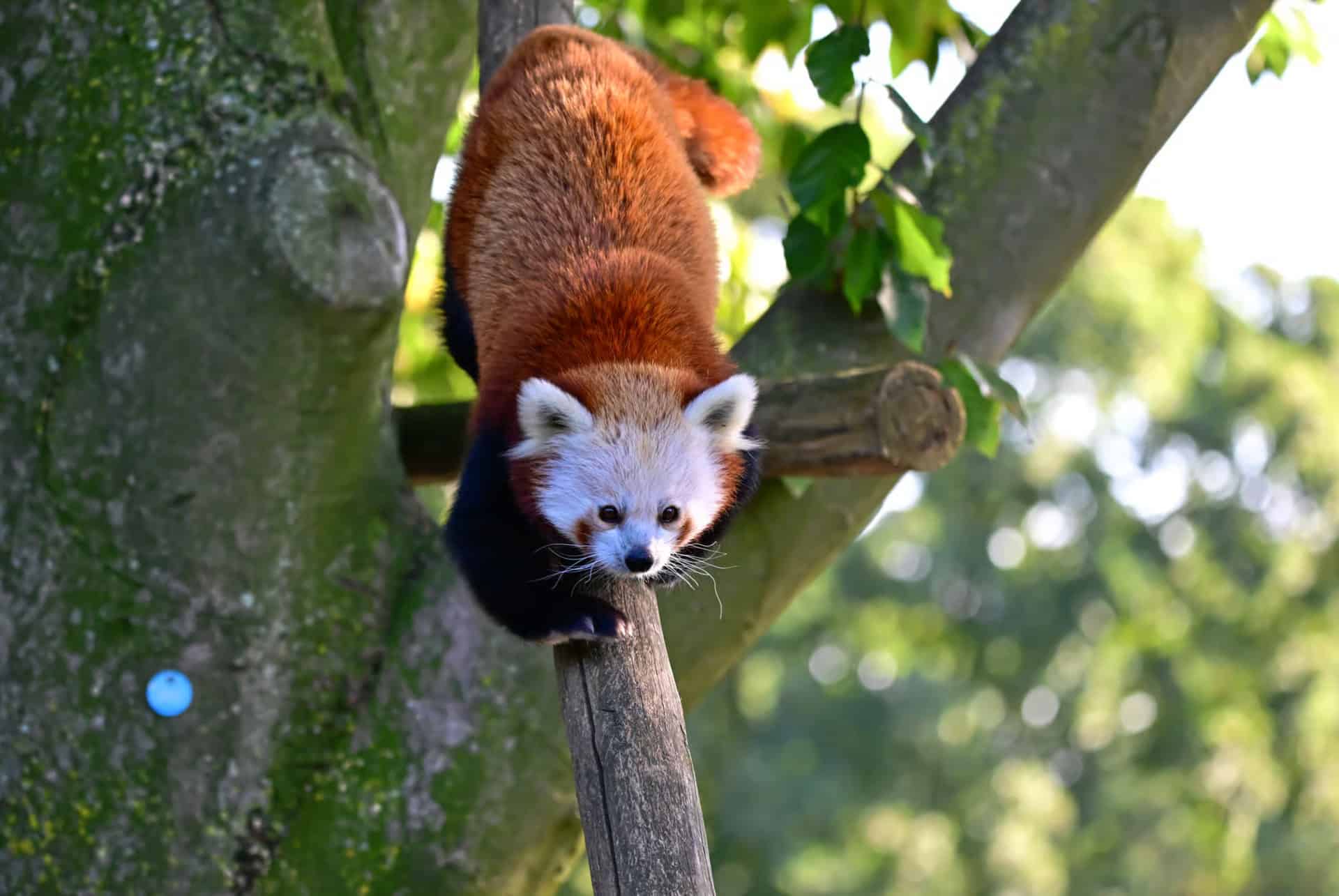 zoo de cologne zoo de cologne