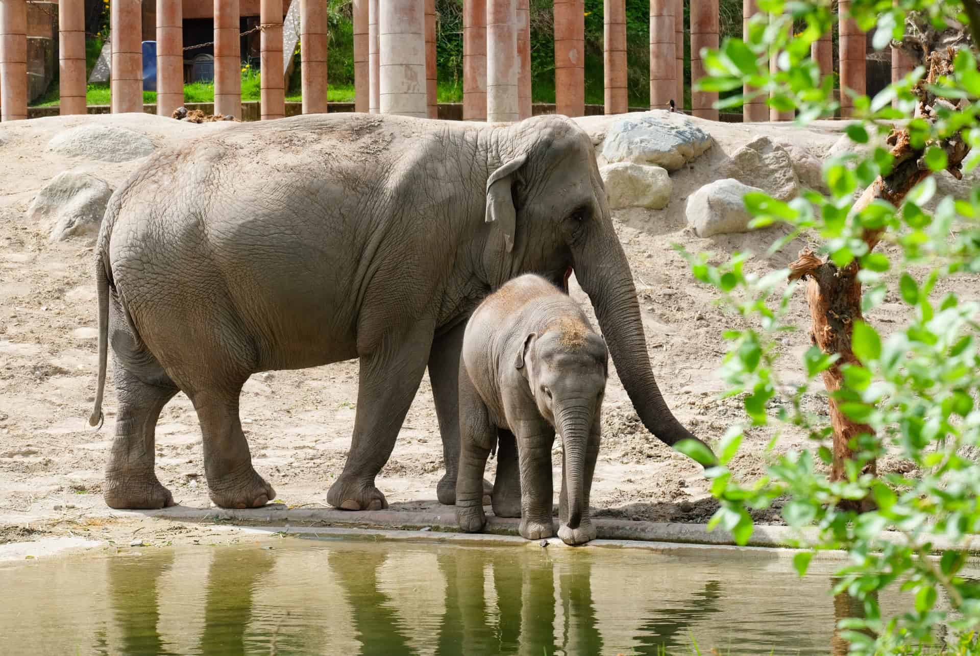 zoo prague elephants zoo prague elephants