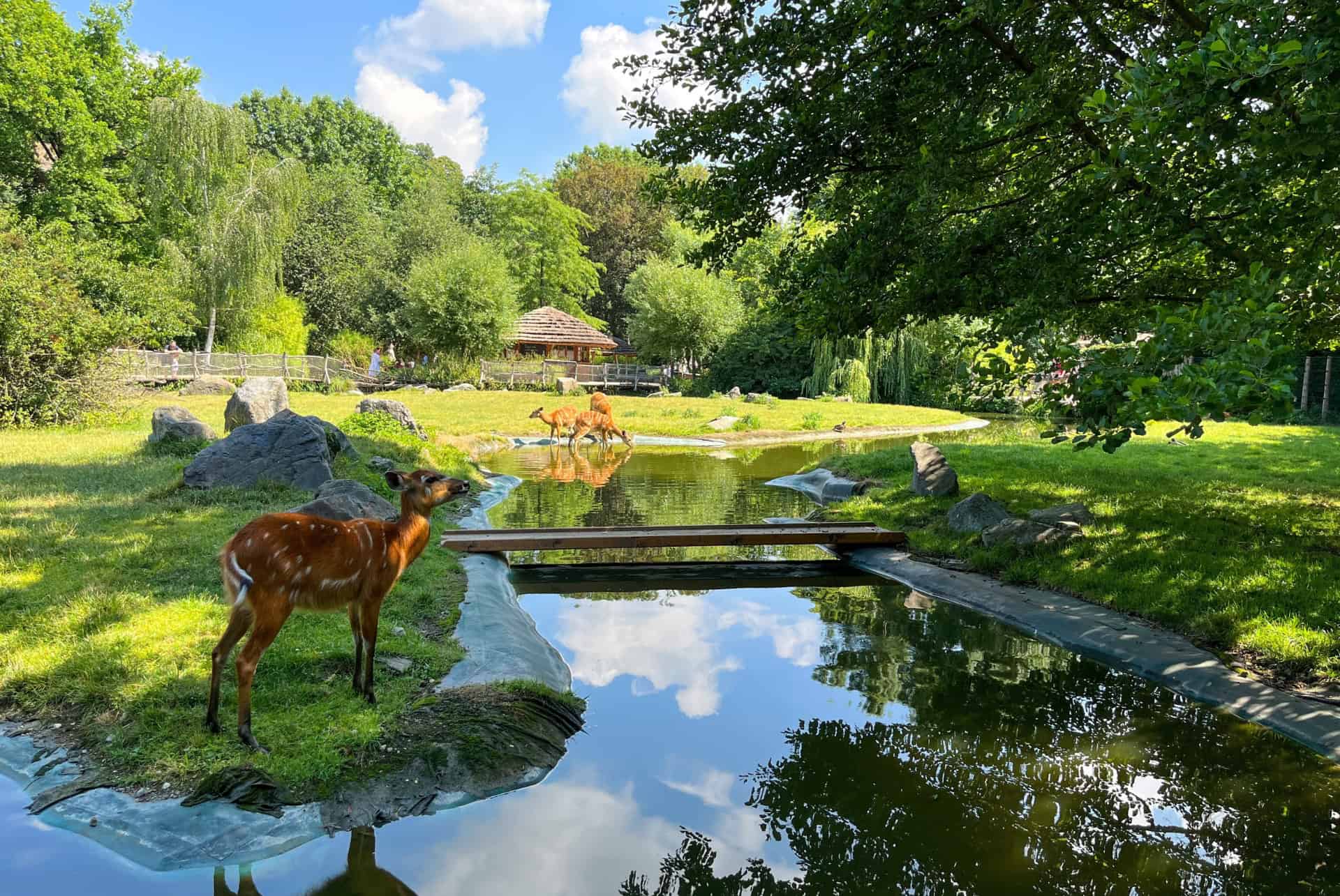 zoo prague faon zoo prague faon