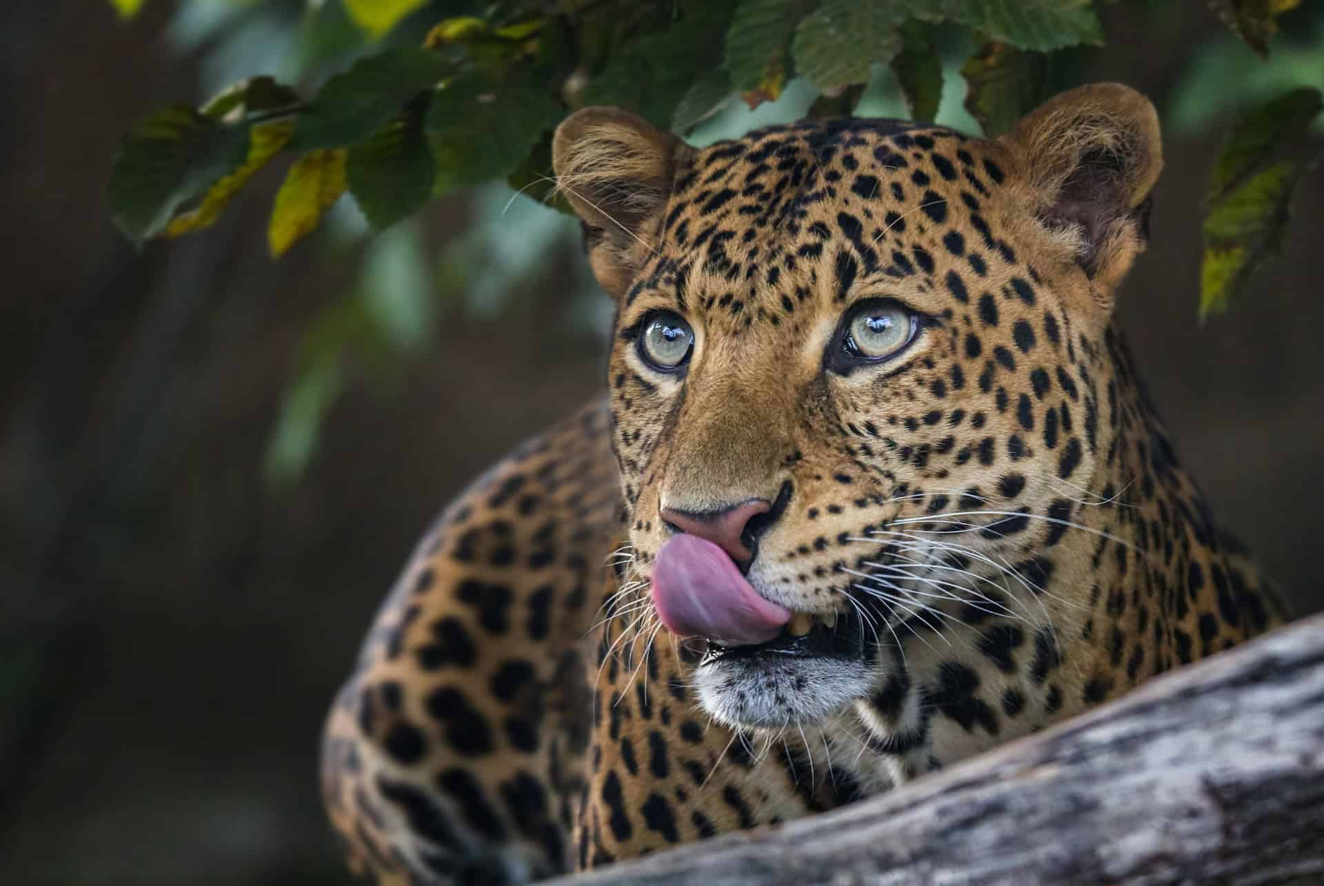 zoo prague guepard zoo prague guepard